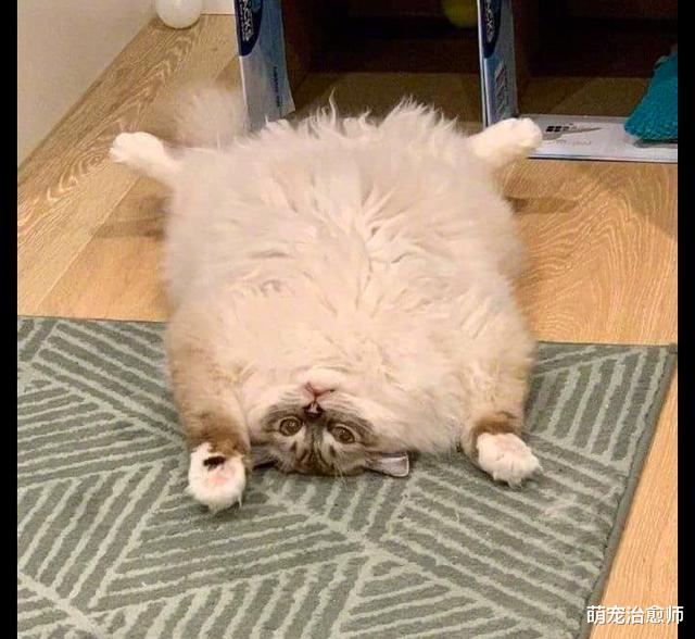 猫咪每天都四脚朝天躺在地上，一会看像是地毯，一会看像是乌龟！