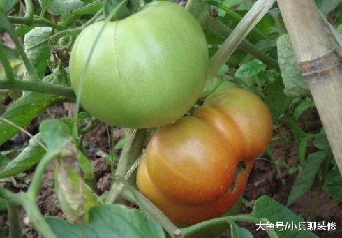 婆婆来城里带孩子，闲着无聊开荒种菜，以后蔬菜不用买了！