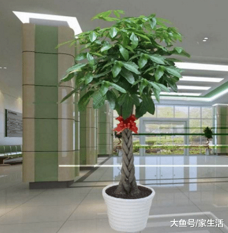 家里最值得养的10种植物，不仅好看还容易活，放久了会增强财运