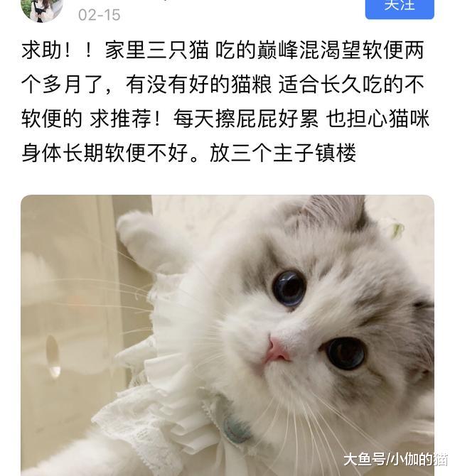 辟谣：猫咪吃越贵的猫粮越好？别只盲目相信品牌