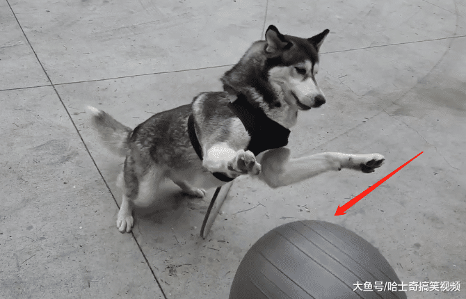 二哈闲着就拆家, 主人给它买了个瑜伽球, 看来需要铁打的