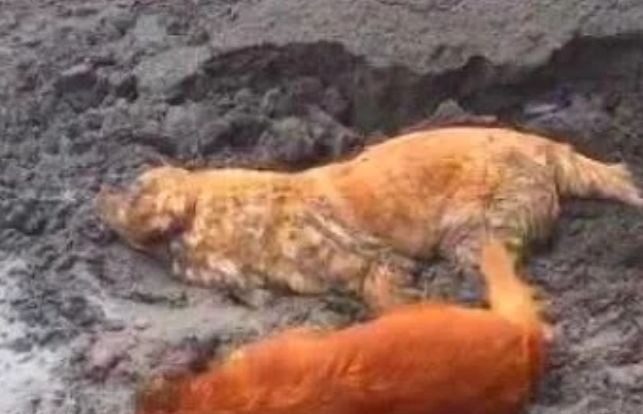 暑假把金毛送老家，几天后老妈打电话：你家狗管不住，赶快弄走