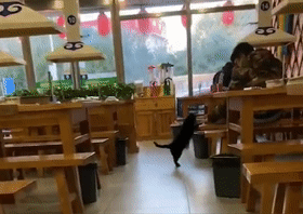 饭馆收养黑猫，猫咪每天跟顾客互动，猫：请叫我招财猫……