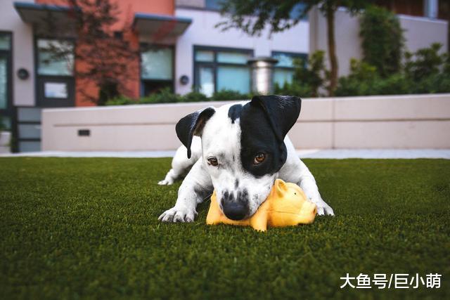 小狗喜欢咬东西玩，主人可别忽略，不然长大继续拆家