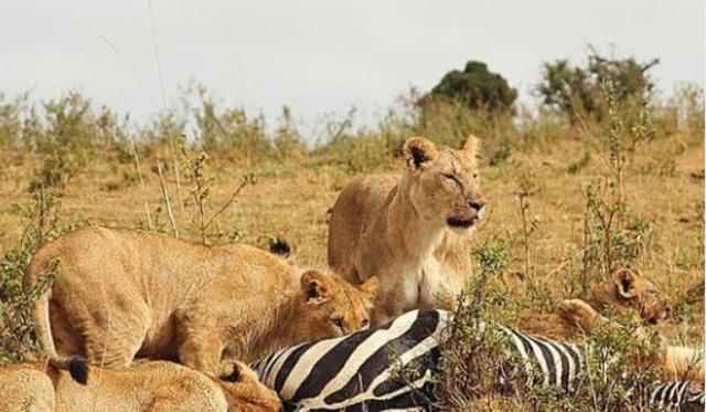 狮子进食完斑马后，站起来的瞬间人们傻了，一看就是个吃货