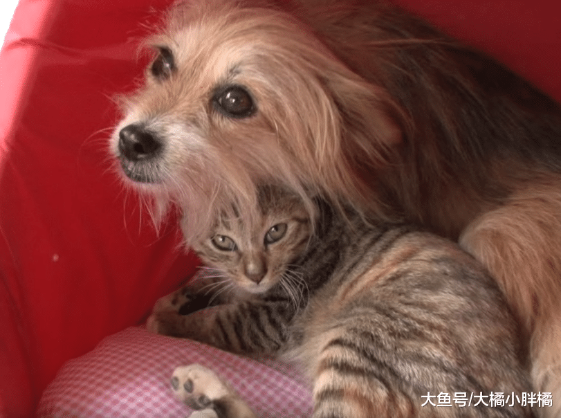 野猫双腿断裂拒绝狗狗靠近，狗狗每日默默守护一旁，真被它暖到了