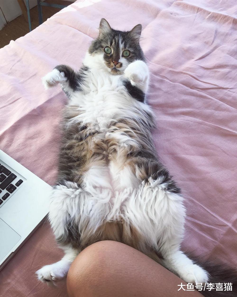 猫咪在铲屎官身边翻肚皮不一定是求摸摸, 也有可能是想跟人打架!