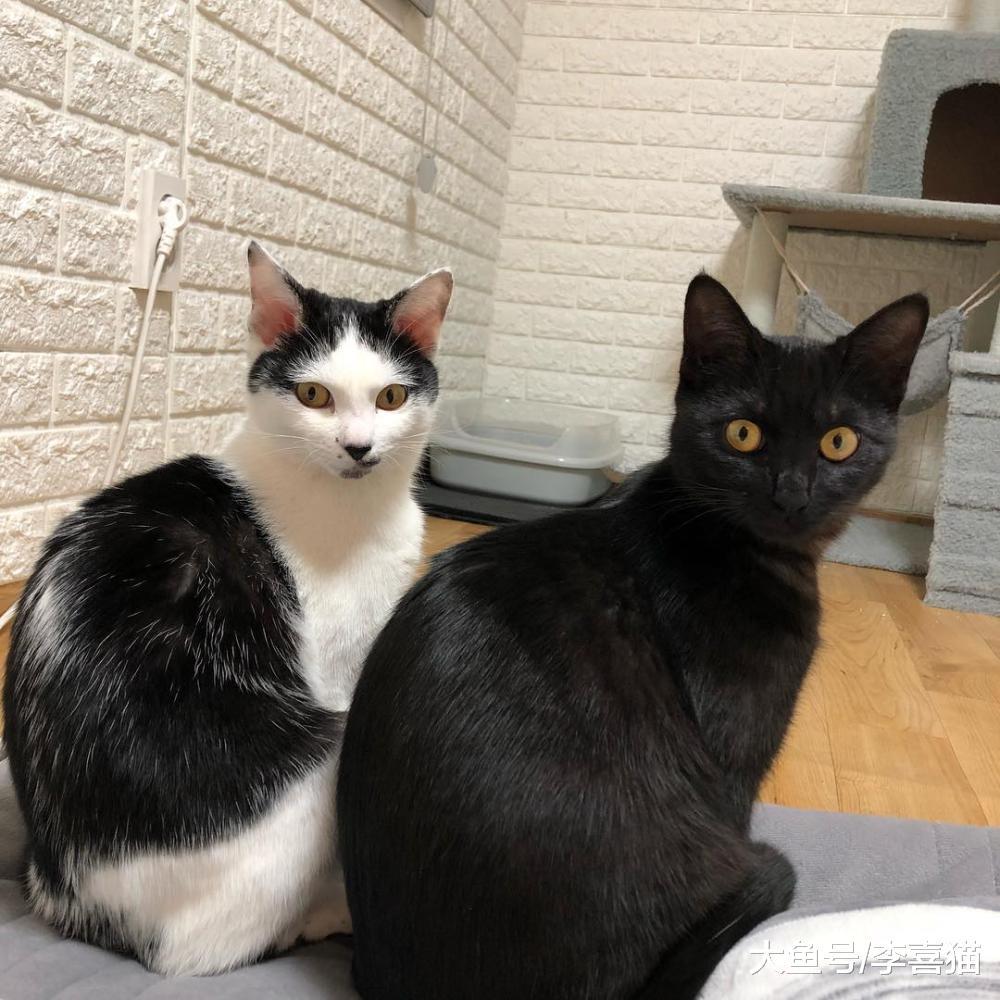 指望猫咪能规规矩矩听从摆布? 想得美, 猫主子的称号不是白来的!