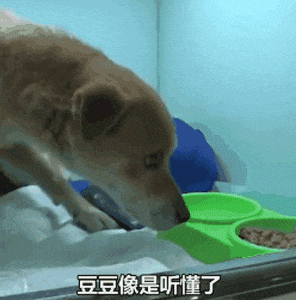 感动! 善待动物自然会有回报, 狗狗受伤依然坚持等待主人回家!