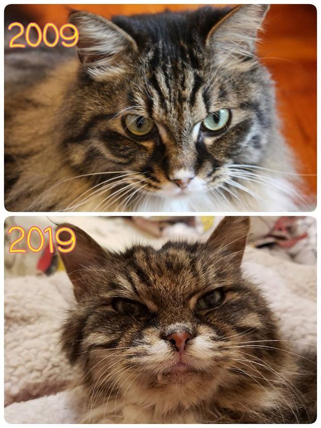 十年前, 十年后, 有多少流浪动物可以活过十年