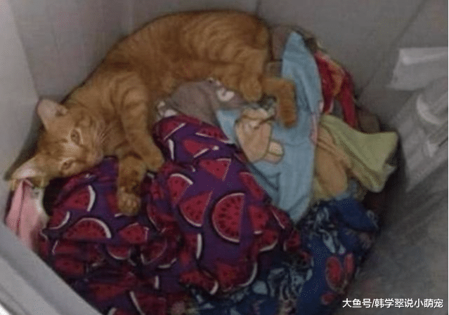 洗完衣服忘记拿去晾，半小时后想起时，主人低头一看笑得合不拢嘴
