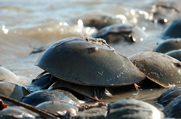 全球唯一蓝血血液动物「鲎」一加仑（3.7公升）售价达6万美元