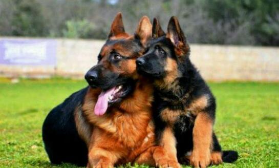 怎樣應對家中德國牧羊犬幼犬亂叫的現象