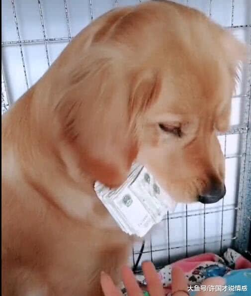 金毛叼着一沓钞票，说什么都不肯归还，主人无奈只好使出杀手锏！