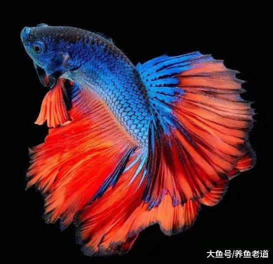 小鱼缸饲养一条斗鱼太孤单，可不可以混养别的鱼，有什么要注意？