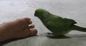 爆笑GIF 美女去玉米地干啥去？玉米苞都还没长呢！