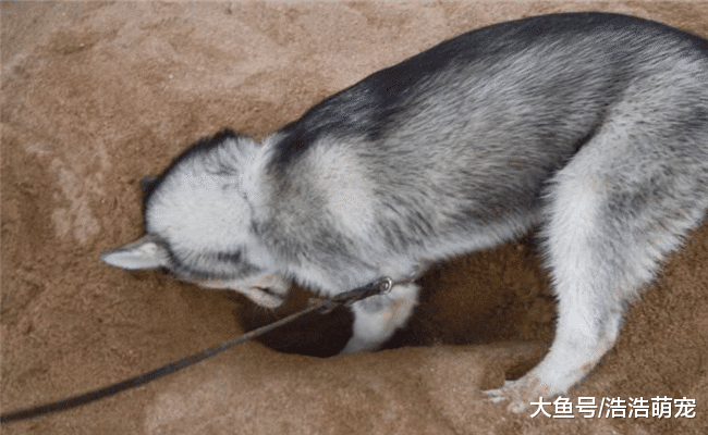 为什么大多数人都不想让孩子跟狗狗相处太久? 原因有5个