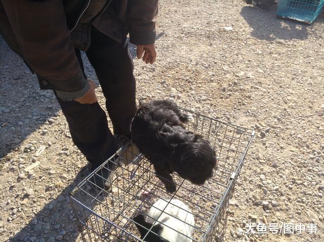 在狗市, 只要30元一只的中华田园幼犬, 为何半天无人购买?