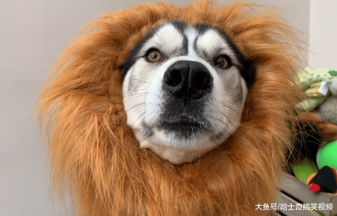 二哈总被欺负, 主人想到了一个“妙计”, 宠主: 放心出门吧
