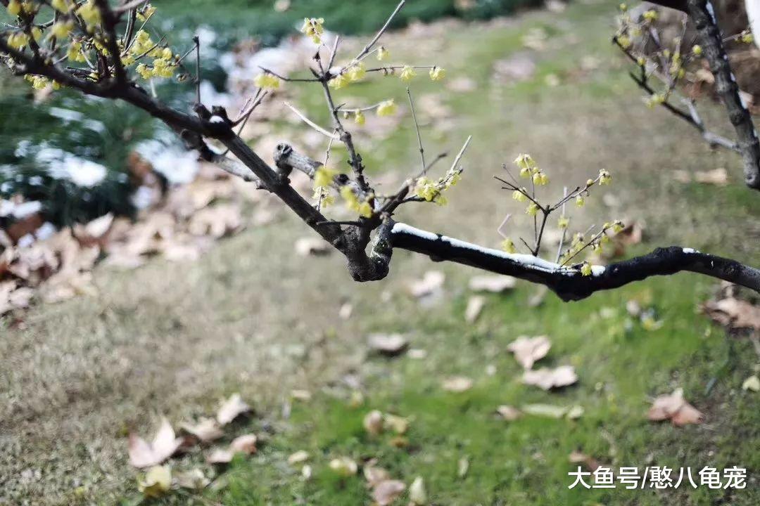 江南小隐: 陪你去南京看雪