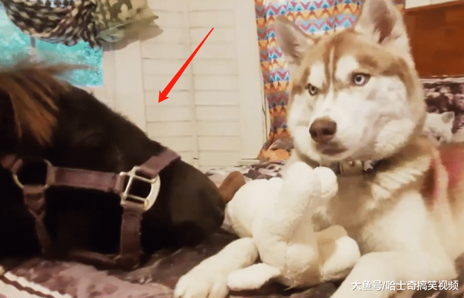 小马跟二哈一起生活后，结果却被带偏了，把自己当成了狗狗
