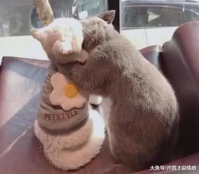 两只猫关系亲近，当着铲屎官的面相互拥吻，铲屎官：不忍直视
