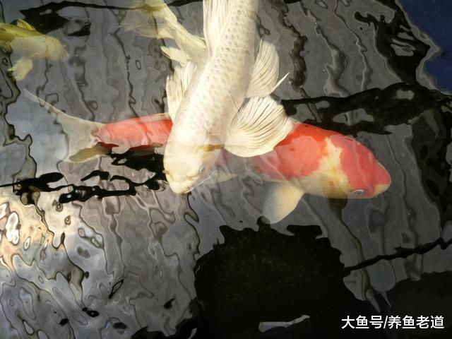 为什么说鱼缸水面出现的油膜，有的是油、有的是膜，其实不一样？