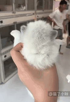 手速比猫快是种什么样的体验？