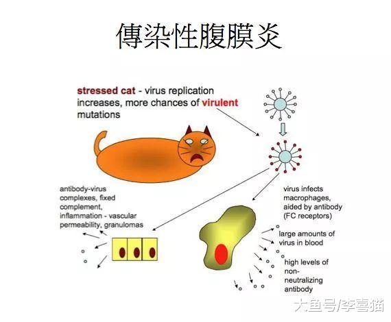 猫传腹并非绝症，湿性传腹更易被治愈，铲屎官需从三点出发治疗！