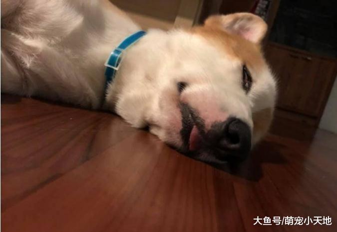 运动回来累成一摊肉！柯基瑜珈姿酣睡，白眼正面照让人笑翻