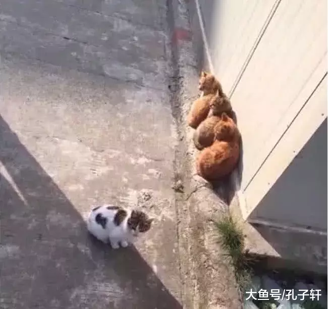 三只同款小猫排成线摆姿势拍照，被孤立的小花猫不乐意了，下一秒这个动作让人笑喷