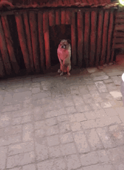 田园犬在东北冻得瑟瑟发抖, 站立抱着肚子, 狗: 都快冻成人了……