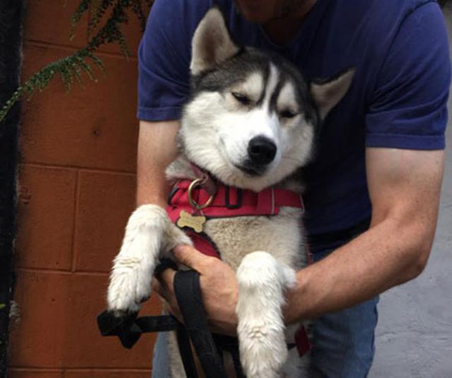 主人带哈士奇参加派对，二哈却偷偷喝酒，刚喝了几口就有点飘了