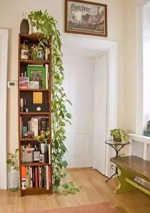 卧室摆放绿植有讲究，马虎不得！