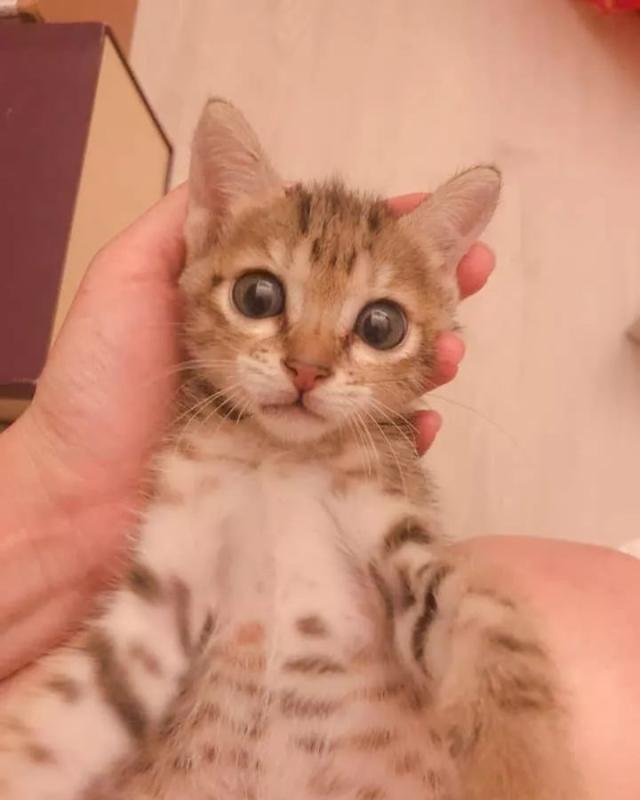 小奶猫吃饭，突觉被“阴影”笼罩，抬头一看：压力好大！