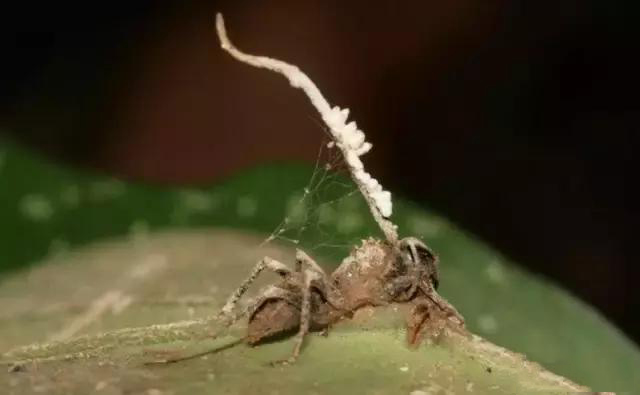 蚂蚁被一种真菌控制，直接变成不受自主控制的僵尸蚂蚁