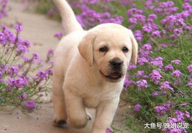 这5种狗真的很好养，哪怕你是上班族，都能把它们养好！