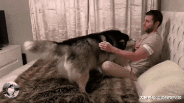 “胖儿子”已经3岁了，长到了一百多斤，却忘记自己长大了