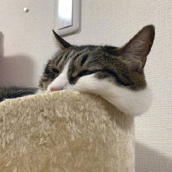 主人在猫砂里拉屎，猫咪会帮你埋吗