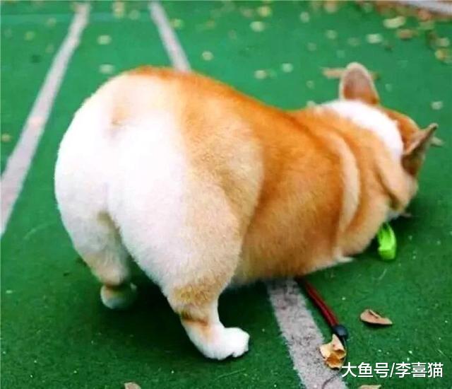 辟谣，短腿柯基也会患有关节炎吗？过度肥胖正是导致骨骼病的主因