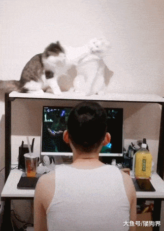 最淡定的铲屎官, 猫咪: 我们打架都引不起这个男人的注意了, 走吧