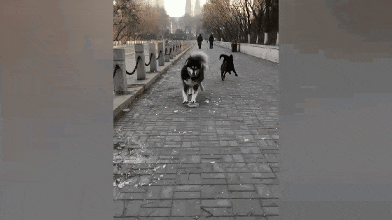 阿拉斯加犬找到冰块, 在地上来回推着玩, 旁边大黑狗一脸羡慕……
