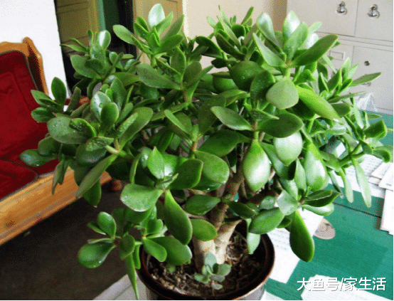 客厅一旦放了这几样东西，财神看见绕门走，家里慢慢变得不聚财