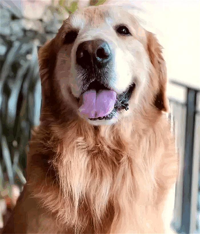 贵宾犬与金毛发生冲突，贵宾犬呜呼，这就是遛狗不牵绳的后果