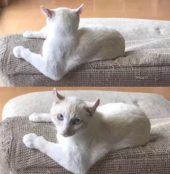 猫一秀肌肉，人类都要靠边站