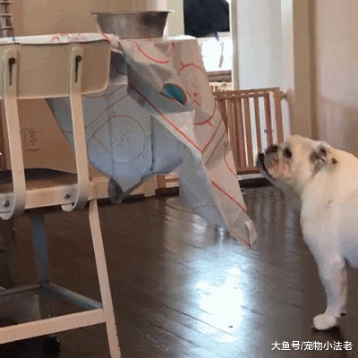 狗狗时刻叼着“铁饭碗”，连上厕所也一样，还喜欢在别狗面前炫耀