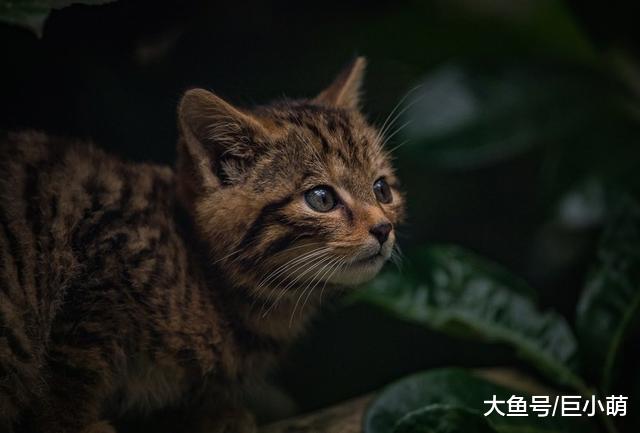 濒危仅剩几百只，新生2只苏格兰野猫幼崽，每天超皮累坏保育员