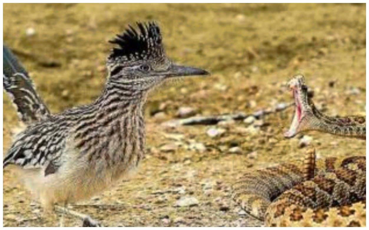 這種鳥很擅長對付響尾蛇，小小個頭，但實力地獄使者級