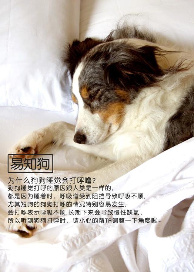 为什么狗狗睡觉会打呼噜？狗狗打呼噜是熟睡的表现吗？错