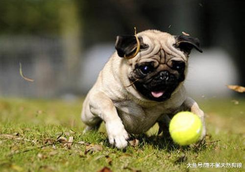 巴哥犬乖不乖巧？这5种表现，占一种就没养错，你养对了吗？